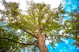 Best Hazardous Tree Removal  in Preakness, NJ