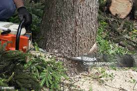 Best Tree Removal  in Preakness, NJ