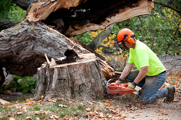 Best Tree Health Inspection  in Preakness, NJ