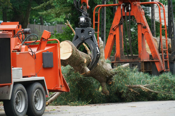 Trusted Preakness, NJ Tree Removal Experts