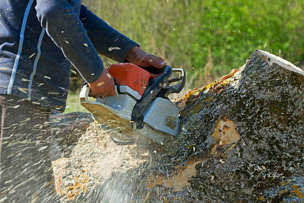 How Our Tree Care Process Works  in  Preakness, NJ