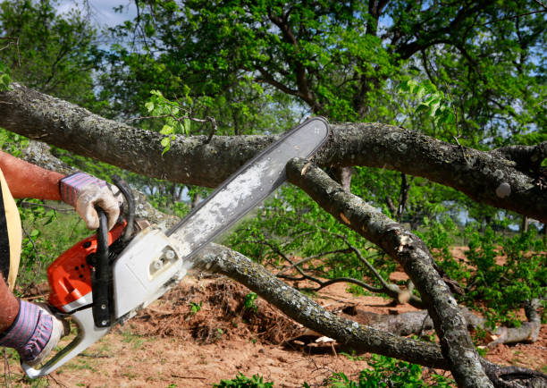 Best Lawn Pest Prevention  in Preakness, NJ